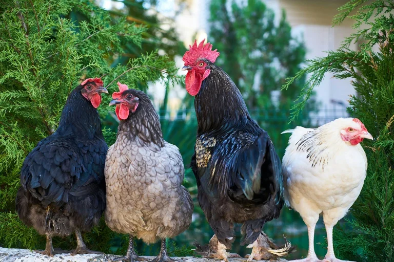 Foto dari empat ekor ayam